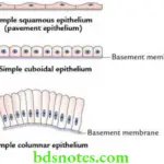 General Histology Epithelial and connective tissues Types of simple epithelium