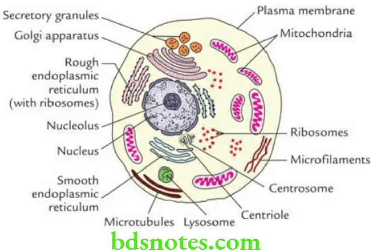 General Histology Introduction to histology Structure of a cell