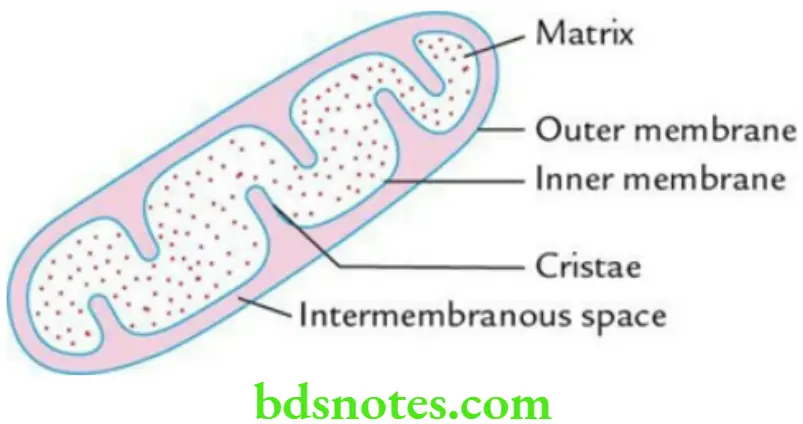 General Histology Introduction to histology Structure of mitochondria