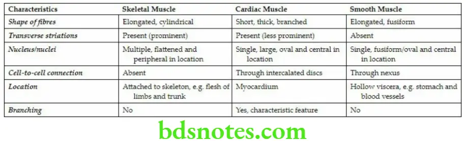General Histology Muscle tissue blood vessels and lymphoid tissue Comparison between skeletal cardiac and smooth muscles