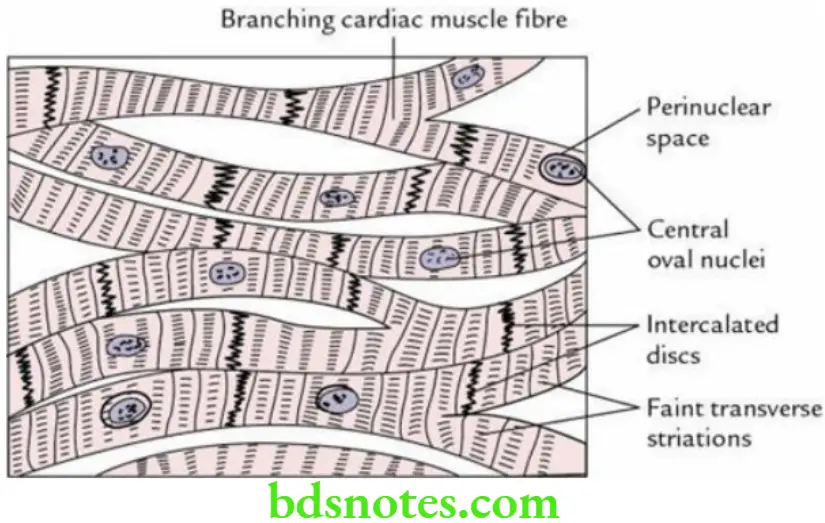 General Histology Muscle tissue blood vessels and lymphoid tissue Histological features of a cardiac muscle