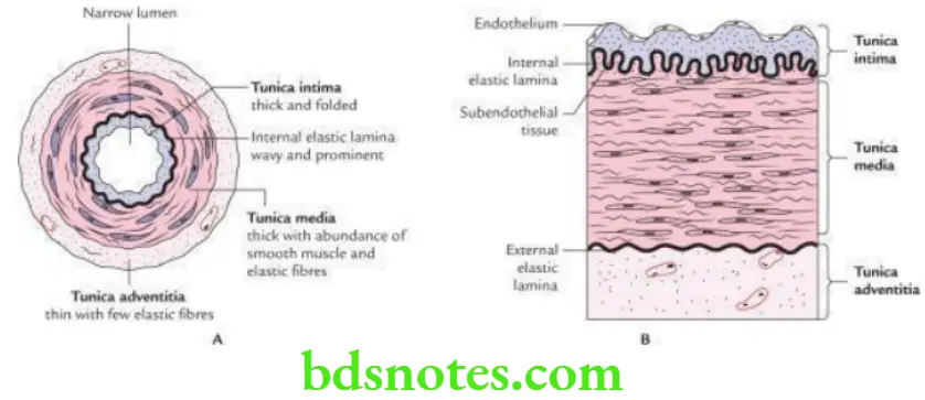 General Histology Muscle tissue blood vessels and lymphoid tissue Histological features of a medium sized artery