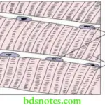 General Histology Muscle tissue blood vessels and lymphoid tissue Histological features of a skeletal muscle