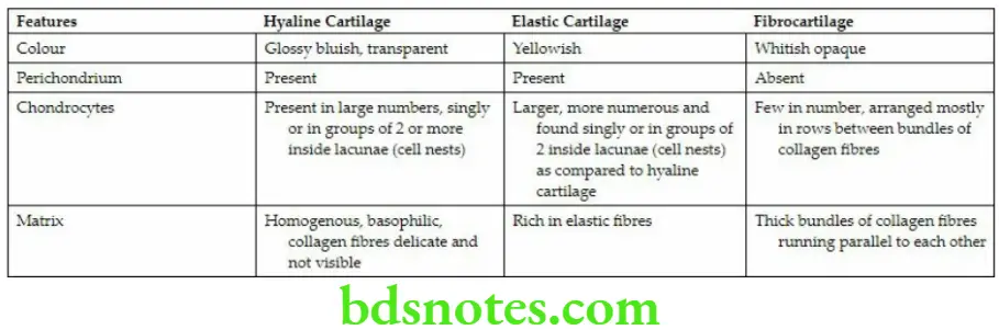 General Histology Special connective tissues Differences between hyaline elastic and fibrocartilage