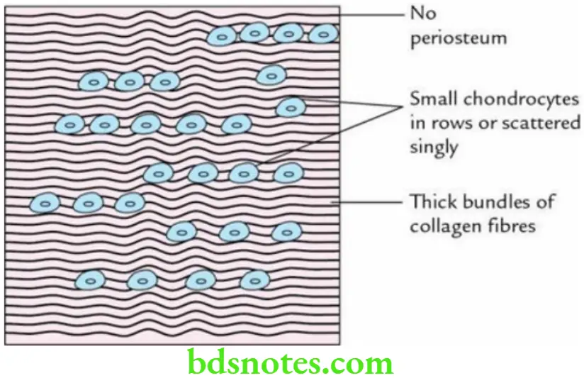General Histology Special connective tissues Fibrocartilage