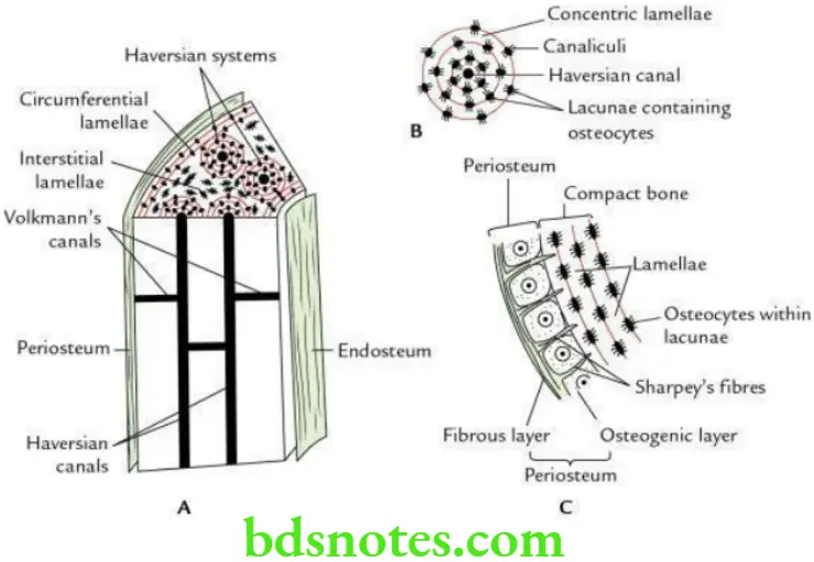 General Histology Special connective tissues Structure of a compact bone