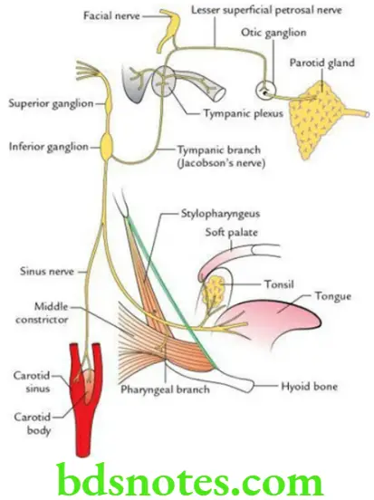 Head And Neck Cranial nerves Course and distribution of glossopharyngeal nerve