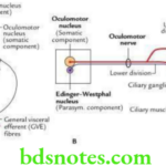 Head And Neck Cranial nerves Nuclei and functional components of oculomotor nerve