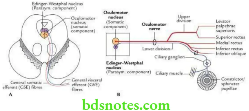Head And Neck Cranial nerves Nuclei and functional components of oculomotor nerve