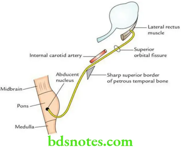 Head And Neck Cranial nerves Origin course and distribution of abducent nerve