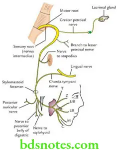 Cranial Nerves Question And Answers - BDS Notes