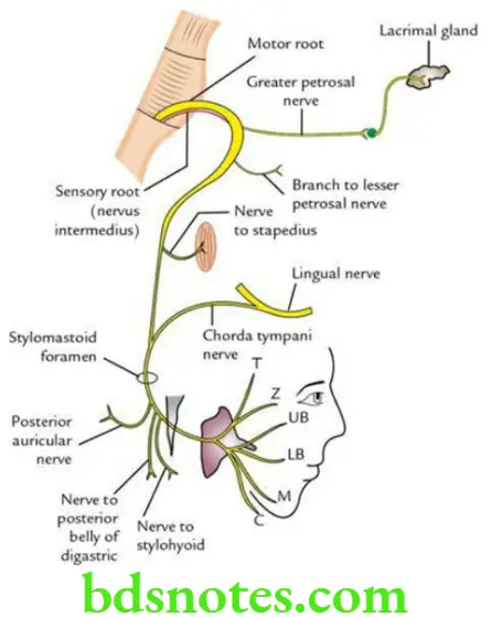 Head And Neck Cranial nerves Origin course and distribution of facial nerve