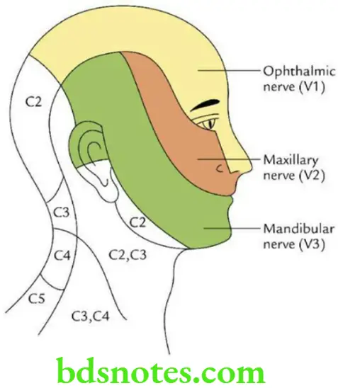 Head And Neck Cranial nerves Sensory distribution of trigeminal nerve on face