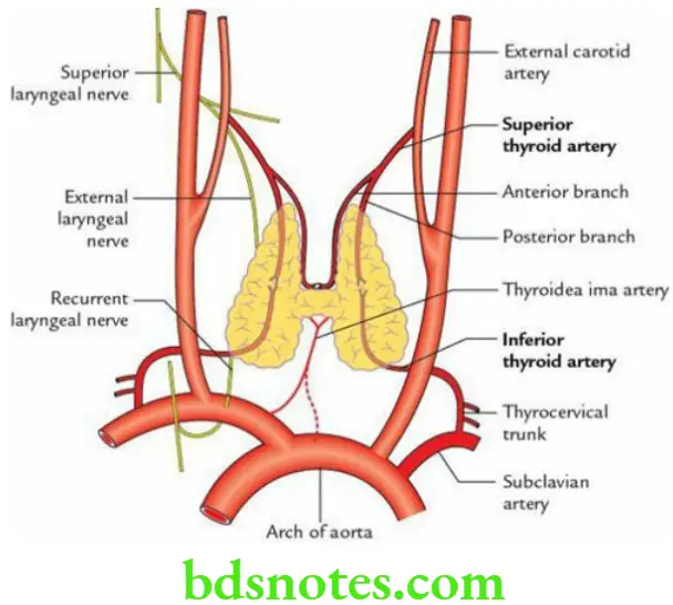 Thyroid Gland Anatomy Location Function Disorders Bds Notes 4152