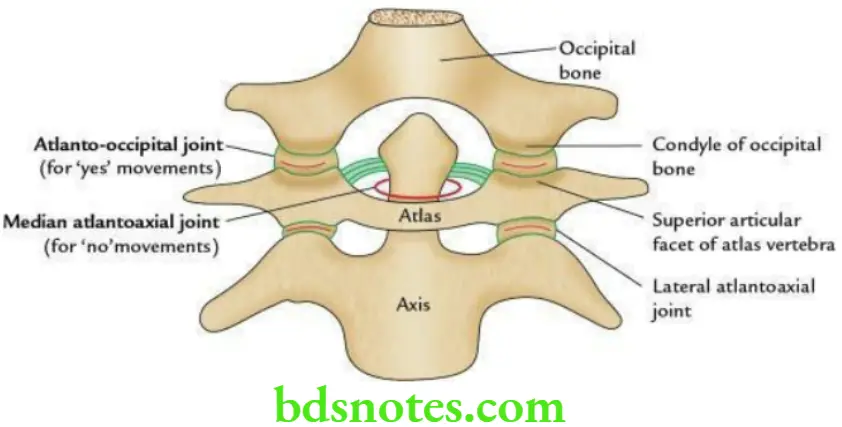Head And Neck Deep structures of the neck and prevertebral region Atlanto occipital and atlantoaxial joints