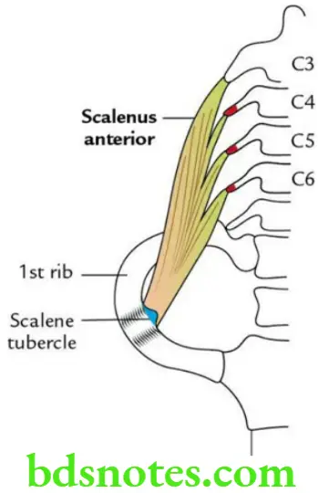 Head And Neck Deep structures of the neck and prevertebral region Attachments of scalenus anterior muscle