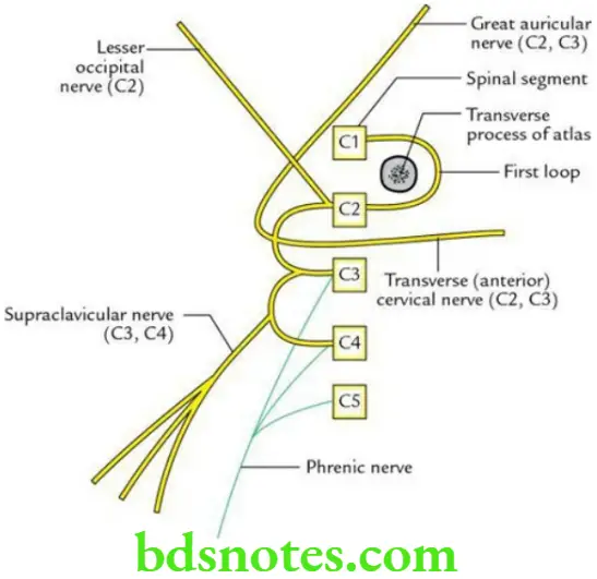 Head And Neck Deep structures of the neck and prevertebral region Cervical plexus and its cutaneous branches