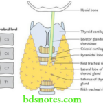Head And Neck Deep structures of the neck and prevertebral region Location parts and extent of the thyroid gland