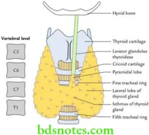 Thyroid Gland - Anatomy, Location, Function, Disorders - BDS Notes