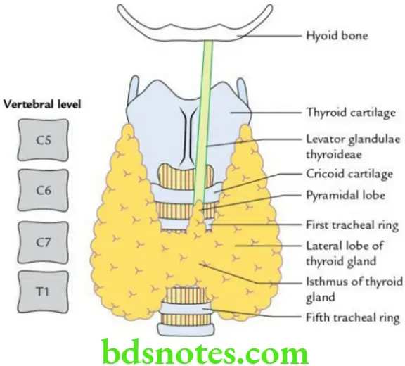Head And Neck Deep structures of the neck and prevertebral region Location parts and extent of the thyroid gland