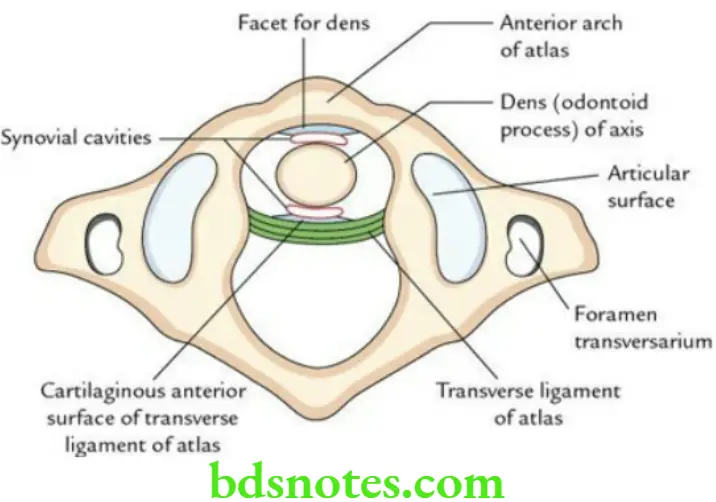 Head And Neck Deep structures of the neck and prevertebral region Median atlantoaxial joint