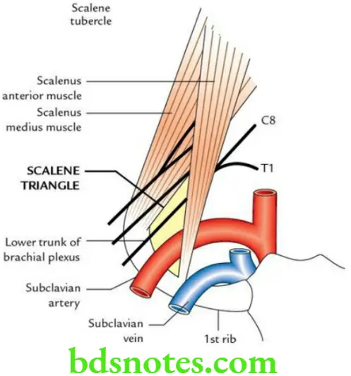 Head And Neck Deep structures of the neck and prevertebral region Scalene triangle