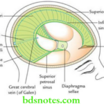 Head And Neck Dural folds intracranial dural venous sinuses and pituitary gland Dural folds and dural venous sinuses enclosed