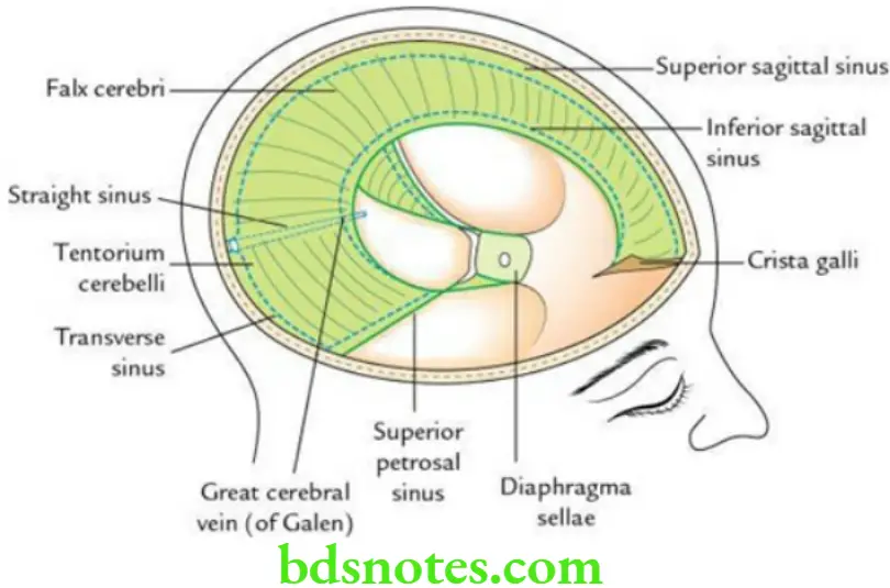 Head And Neck Dural folds intracranial dural venous sinuses and pituitary gland Dural folds and dural venous sinuses enclosed