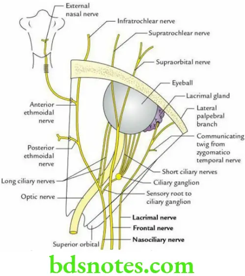 Head And Neck Ear and orbit Branches and distribution of the ophthalmic nerve