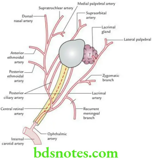Head And Neck Ear and orbit Branches of the ophthalmic artery