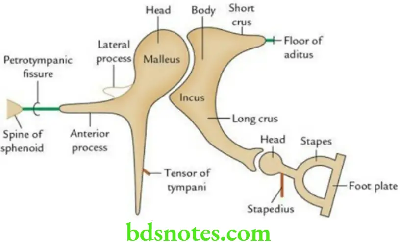 Head And Neck Ear and orbit Ear ossicles