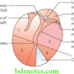 Head And Neck Ear and orbit External surface of tympanic membrane as seen through otoscope