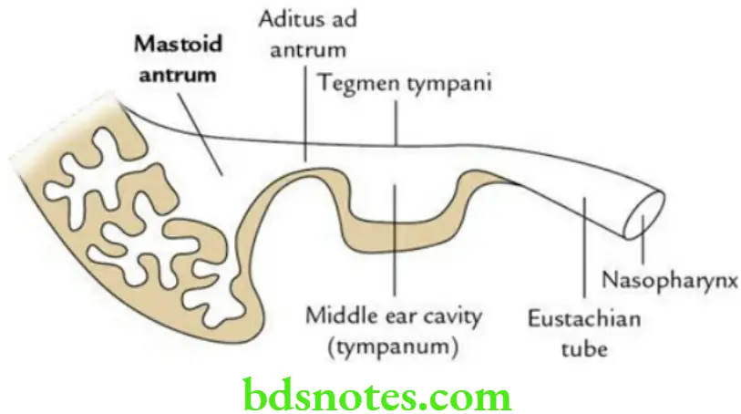 Head And Neck Ear and orbit Mastoid antrum as seen in section along the long axis of petromastoid bone