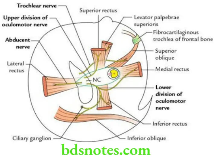 Head And Neck Ear and orbit Origin and nerve supply of extraocular muscles