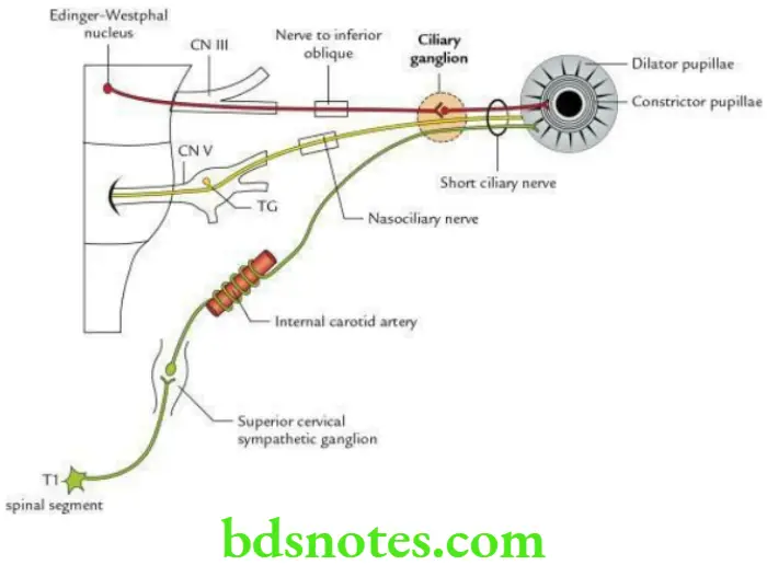 Head And Neck Ear and orbit Roots and distribution of the ciliary ganglion