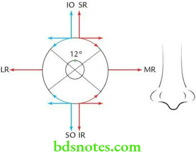 Head And Neck Ear and orbit Schematic diagram source