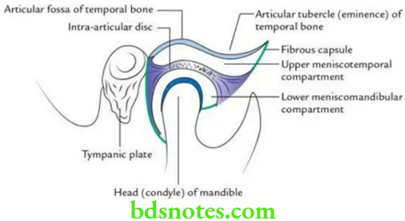 Head And Neck Infratemporal fossa temporomandibular joint and pterygopalatine fossa Articular surfaces of the temporomandibular joint