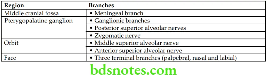 Head And Neck Infratemporal fossa temporomandibular joint and pterygopalatine fossa Branches of maxillary nerve