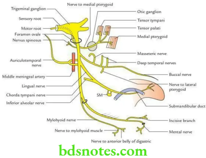 Head And Neck Infratemporal fossa temporomandibular joint and pterygopalatine fossa Course and distribution of mandibular nerve