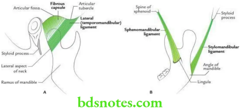 Head And Neck Infratemporal fossa temporomandibular joint and pterygopalatine fossa Ligaments of temporomandibular joint