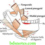 Head And Neck Infratemporal fossa temporomandibular joint and pterygopalatine fossa Muscles of mastication