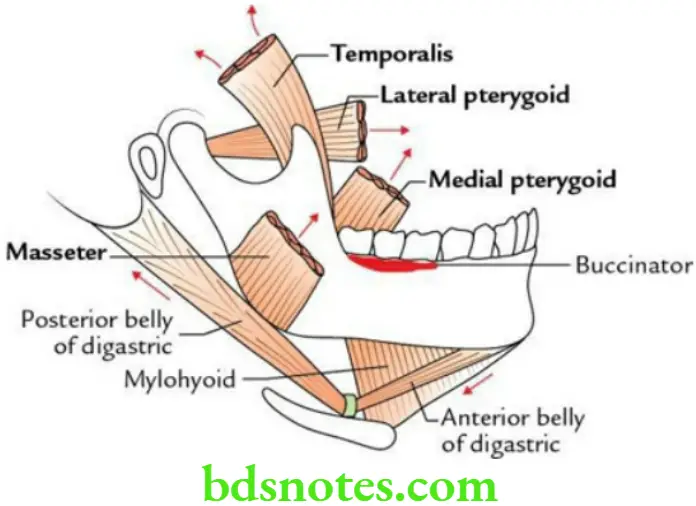 Head And Neck Infratemporal fossa temporomandibular joint and pterygopalatine fossa Muscles of mastication