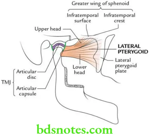 Head And Neck Infratemporal fossa temporomandibular joint and pterygopalatine fossa Origin and insertion of lateral pterygoid muscle