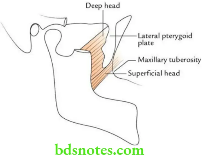 Head And Neck Infratemporal fossa temporomandibular joint and pterygopalatine fossa Origin and insertion of medial pterygoid muscle