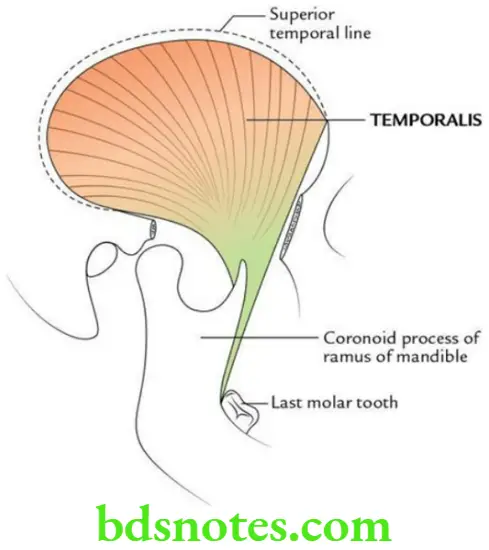 Head And Neck Infratemporal fossa temporomandibular joint and pterygopalatine fossa Origin and insertion of temporalis muscle
