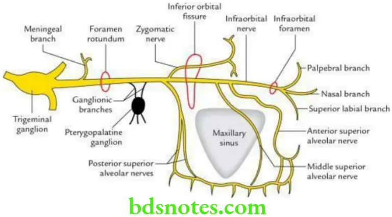 Pterygopalatine Fossa Question and Answers - BDS Notes