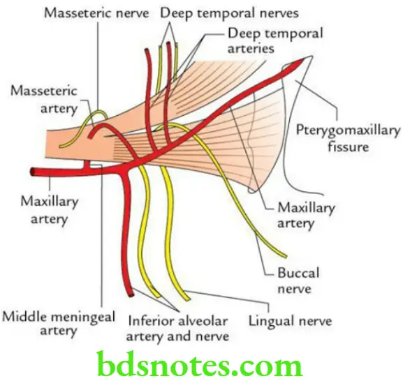 Head And Neck Infratemporal fossa temporomandibular joint and pterygopalatine fossa Relation of lateral pterygoid muscle
