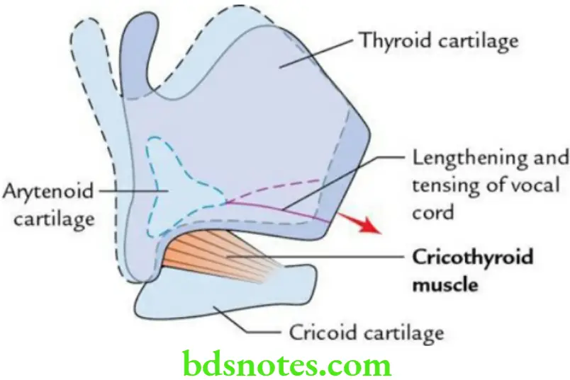 Head And Neck Larynx Action of cricothyroid muscle