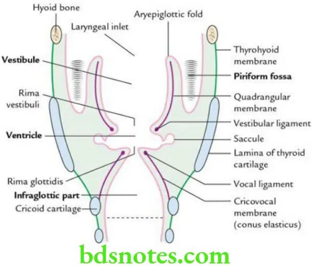 Head And Neck Larynx Coronal section of laryngeal cavity showing its subdivisions