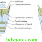 Head And Neck Larynx Skeleton of the larynx